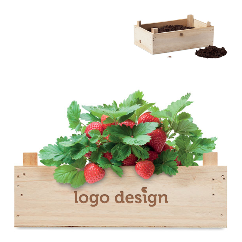 Strawberry growing kit